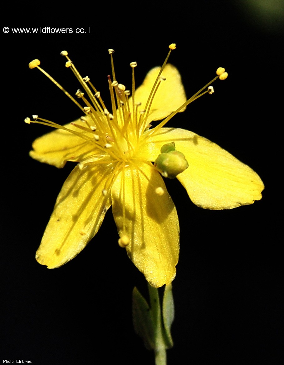 Hypericum triquetrifolium